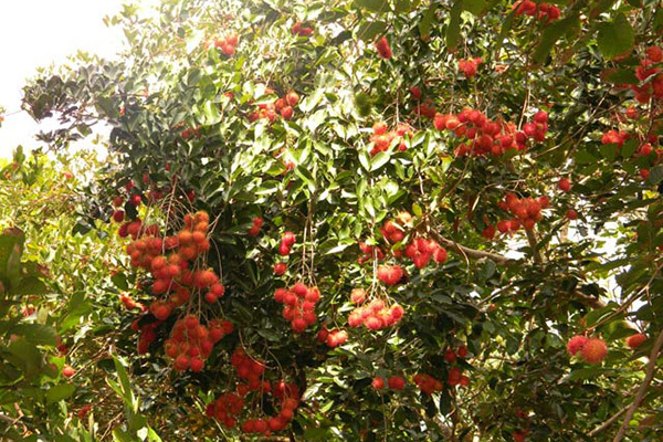 Hậu Giang kêu gọi ‘giải cứu’ hàng trăm tấn trái cây