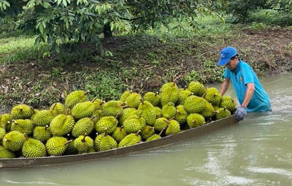 Lập gấp 'vùng xanh', lo cho 1,1 triệu tấn rau quả vào chính vụ