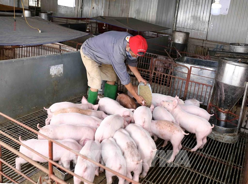 TP Sông Công phấn đấu có 109 cơ sở chăn nuôi an toàn sinh học vào năm 2025