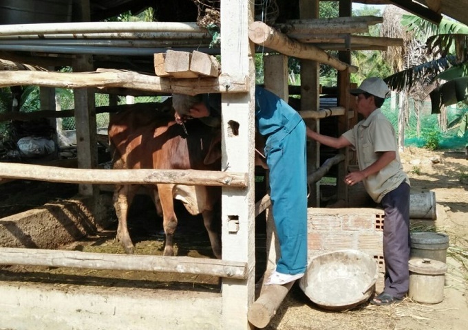 Thái Nguyên: Tiêm phòng vắc-xin là chiến lược hàng đầu để đẩy lùi dịch lở mồm long móng