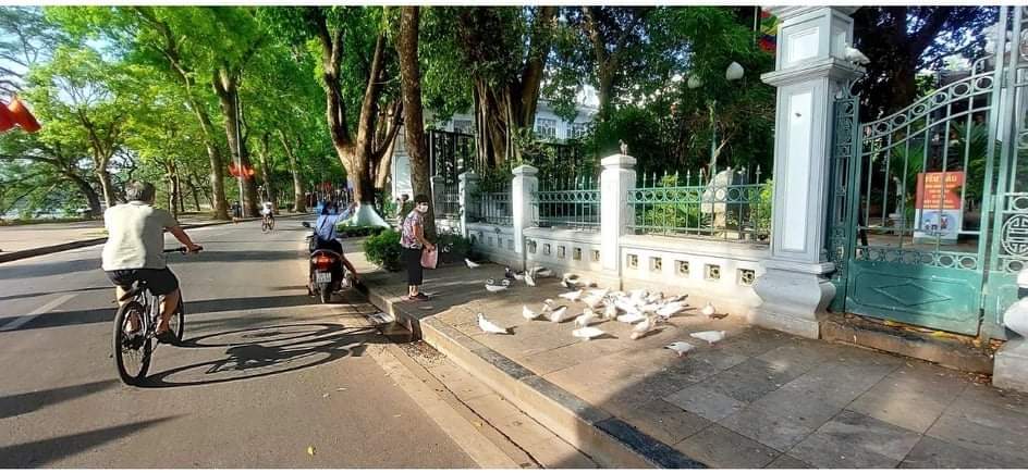 Tiếng chim ngày giãn cách