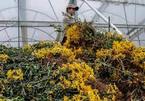 Hàng triệu cành hoa bị nhổ bỏ ở Đà Lạt