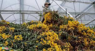 Hàng triệu cành hoa bị nhổ bỏ ở Đà Lạt