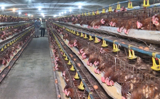 Nghệ An: Chăn nuôi gà an toàn sinh học, giảm rủi ro cúm gia cầm