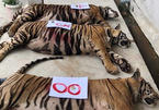 Vì sao 8 con hổ trưởng thành chết bất thường trong quá trình giải cứu?
