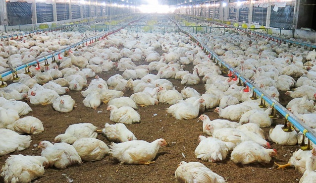 Thái Bình tiêu hủy hơn 3.000 con vịt nhiễm cúm A/H5N8