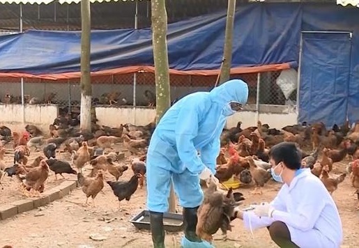 Nam Định: Thành lập nhiều tổ công tác phòng chống dịch cúm gia cầm