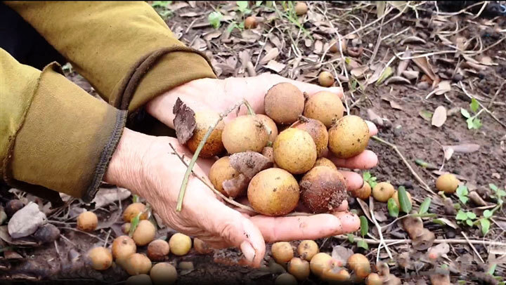 Trái cây miền Tây ùn ứ: 'Giá nào cũng bán, không bán đổ cho cá ăn còn chết hơn'