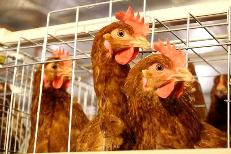 Thái Bình đẩy mạnh tuyên truyền phòng, chống cúm gia cầm A/H5N8