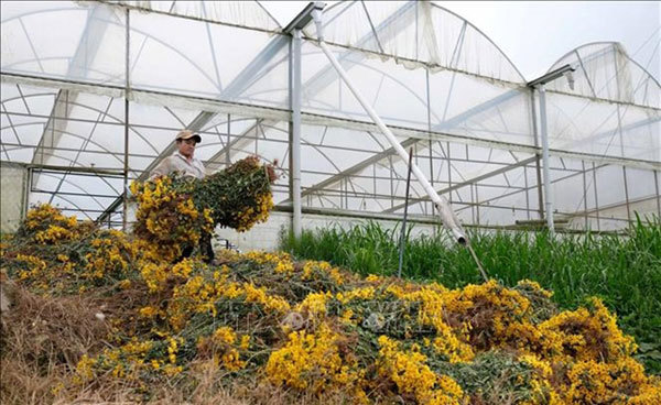 Da Lat's floriculture face unprecedented challenges