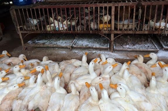 Tuyên Quang: Yêu cầu thực hiện nghiêm quy định 5 không phòng chống cúm gia cầm