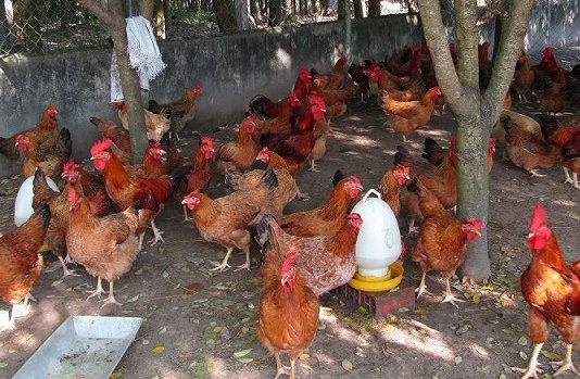 Huyện Phú Lương chi 200 triệu phát triển mô hình gà an toàn sinh học