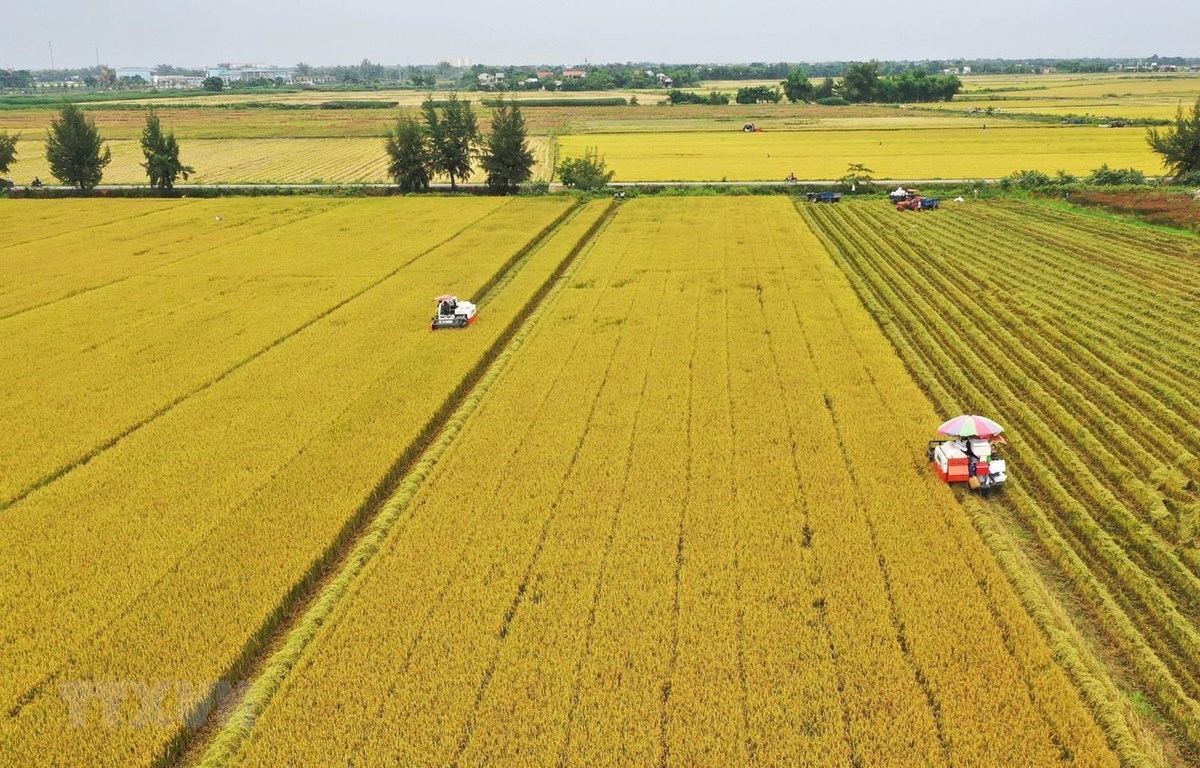 Lúa gạo giảm giá: Quốc tế cần mua nhưng Việt Nam khó giao hàng