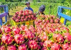 Trung Quốc tạm dừng nhập khẩu, giá thanh long giảm sâu