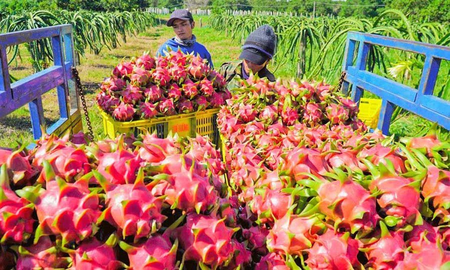 Trung Quốc tạm dừng nhập khẩu, giá thanh long giảm sâu