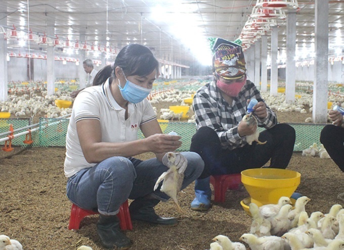 Huyện Vạn Ninh tổng vệ sinh môi trường chăn nuôi, tiêm vắc-xin phòng ngừa cúm gia cầm