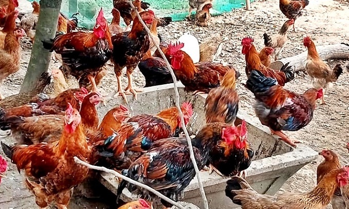 Khánh Hòa quyết tâm bảo vệ đàn gia cầm trước nguy cơ dịch cúm