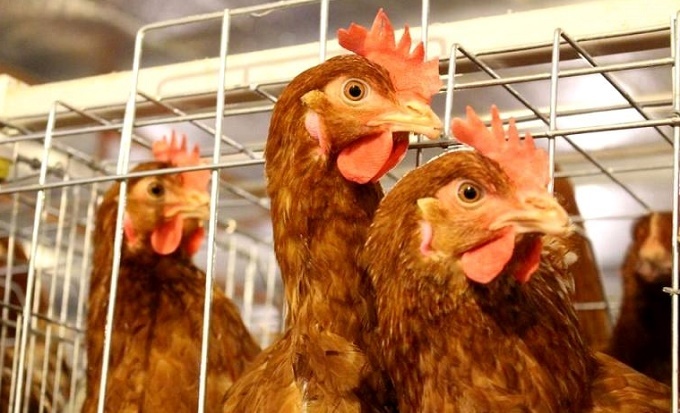 Thanh Hóa tăng cường kiểm soát, phòng chống cúm gia cầm A/H5N8