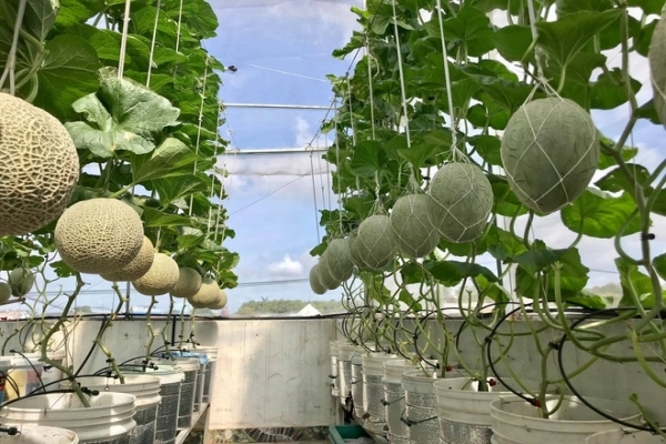 Vườn treo sân thượng thu 4 tạ quả/năm của ông bố ở Bình Dương