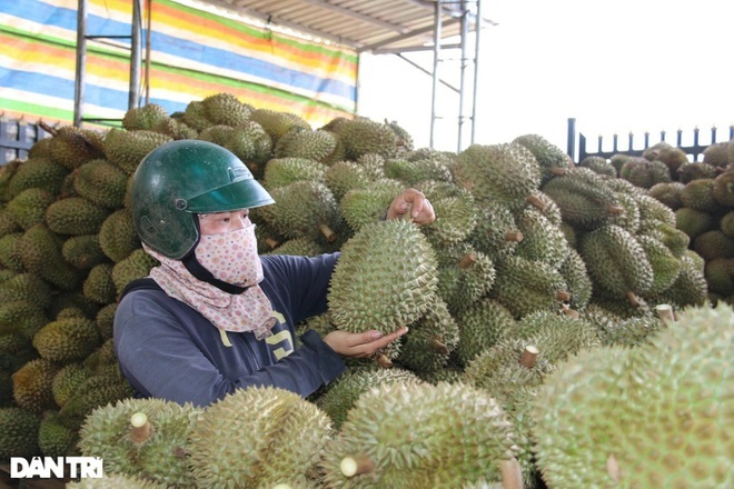 Sầu riêng hóa 'sầu chung', loạt vựa trái cây mất cả trăm triệu một đêm