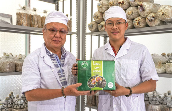 Sustainable farming boosts Quang Nam's magic mushrooms