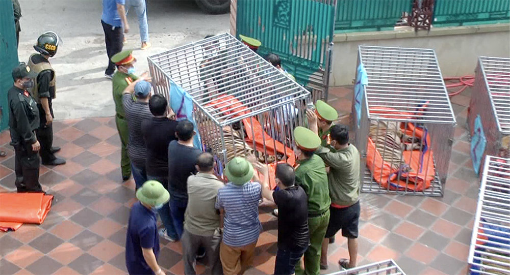 Thông tin chưa tiết lộ vụ bắt 17 cá thể hổ trưởng thành ở Nghệ An