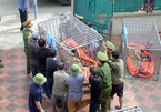 Thông tin chưa tiết lộ vụ bắt 17 cá thể hổ trưởng thành ở Nghệ An