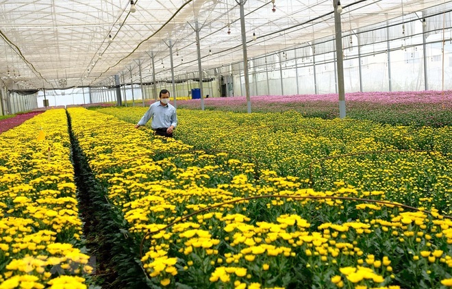 Lâm Đồng cần 'giải cứu' hàng trăm triệu cành hoa, có loại 10.000 đồng/kg