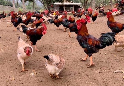 Khánh Hòa triển khai “Kế hoạch quốc gia phòng, chống bệnh cúm gia cầm giai đoạn 2019 - 2025”