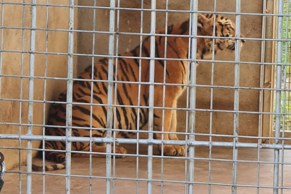 Chín con hổ ở Nghệ An sau giải cứu được bảo vệ nghiêm ngặt