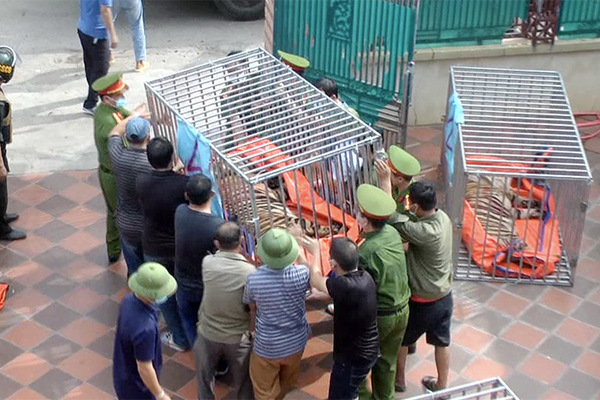 Bắt tạm giam người nuôi hổ trái phép ở Nghệ An