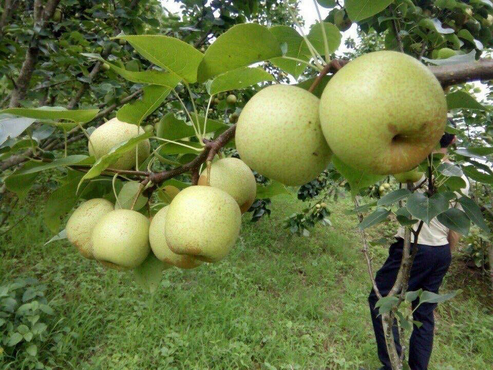 Lê tai nung của huyện Bắc Hà đến tay người tiêu dùng qua sàn thương mại điện tử