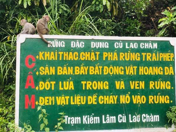 Monkeys cause chaos during social distancing orders on Cham Islands