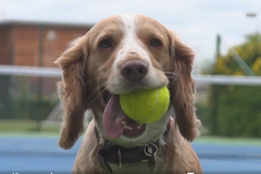 Những chú chó được đào tạo trở thành nhân viên nhặt bóng