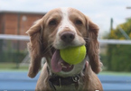 Những chú chó được đào tạo trở thành nhân viên nhặt bóng