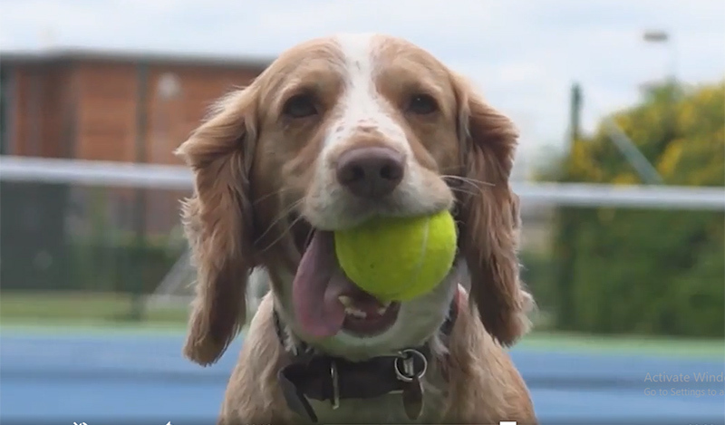 Những chú chó được đào tạo trở thành nhân viên nhặt bóng