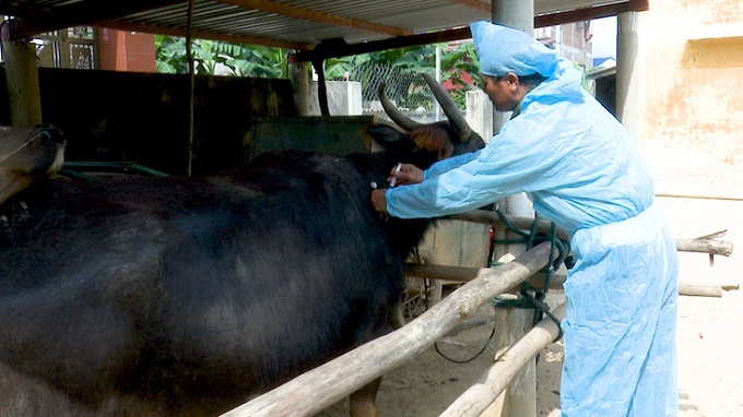Phù Mỹ tiêm vắc-xin lở mồm long móng cho gia súc đợt 1/2021