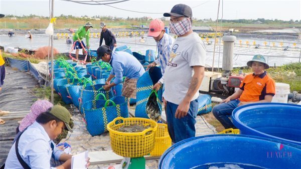 Vietnam becomes Australia’s biggest shrimp supplier