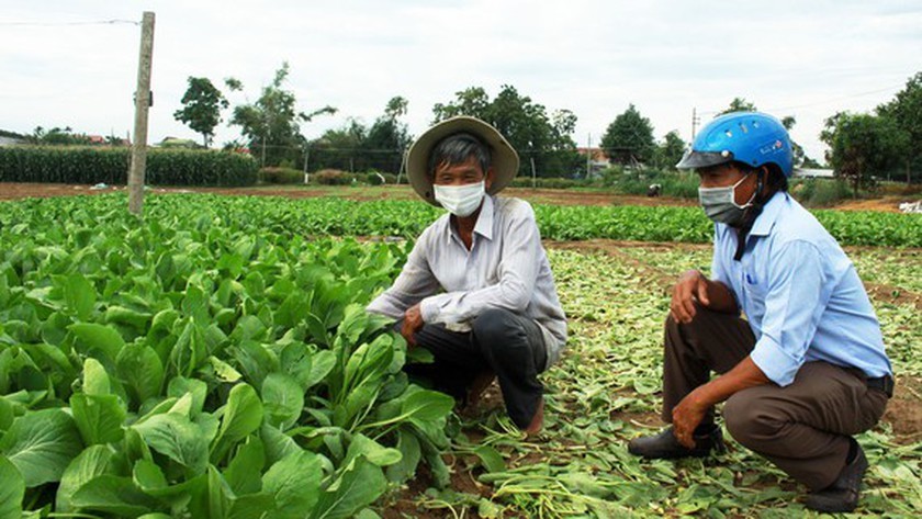 Central farmers make efforts to maintain cultivation during Covid-19 pandemic
