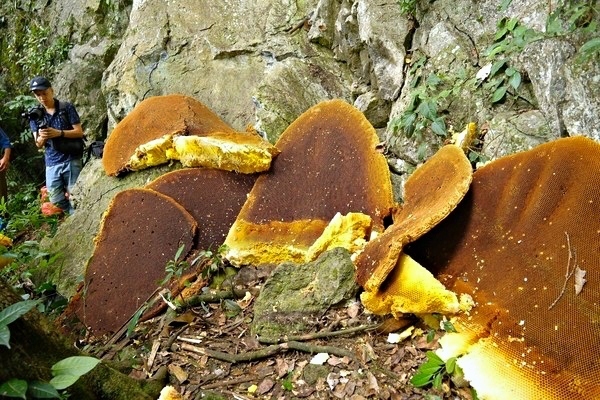 Loại sáp ong từ tổ khổng lồ vàng ươm, bám kín vách núi đá cheo leo ở Cao Bằng