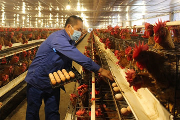 Vietnam should reduce imports of animal feed ingredients: experts