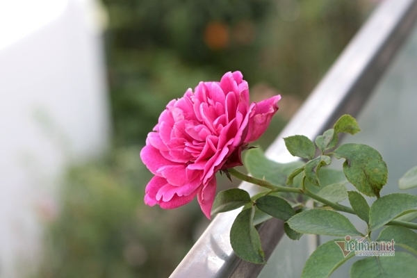 Chồng tốt tính nhưng chỉ gần gũi khi anh có nhu cầu