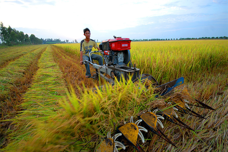 Ministry urges 'green' waterway passage for rice from Mekong Delta