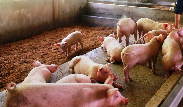 Nam Định mở rộng mô hình chăn nuôi hữu cơ, xây dựng vùng an toàn dịch bệnh