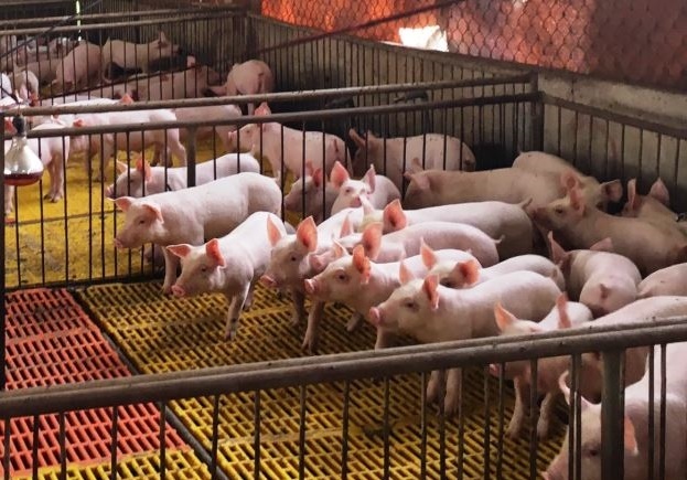 Ngừa dịch Lở mồm long móng: Bà con đẩy mạnh chăn nuôi khép kín, tiêm phòng định kỳ cho đàn gia súc