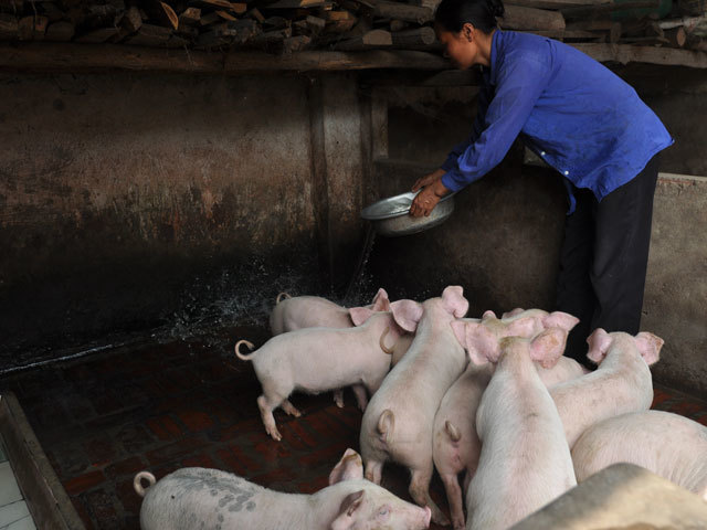 Vụ Bản: Chăn nuôi an toàn sinh học tiếp sức công tác phòng ngừa dịch bệnh cho đàn gia súc