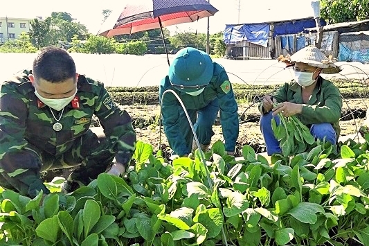 Bộ đội ra đồng, xắn tay giúp nông dân Hà Nội thu hoạch, tiêu thụ rau màu