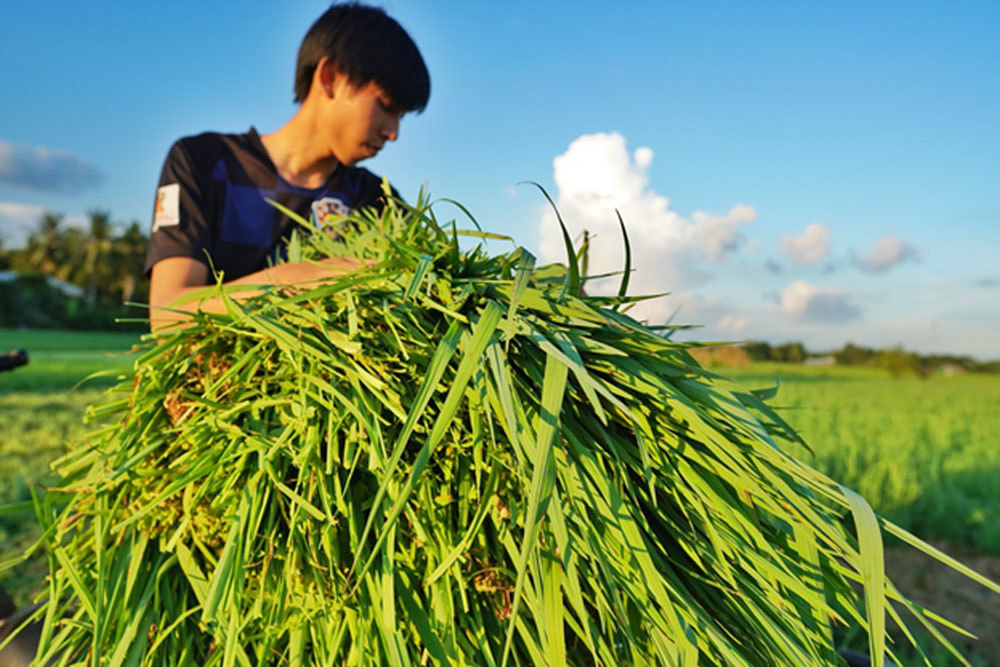 Thông đường tiêu thụ hàng vạn tấn nông sản cho DN, nông dân