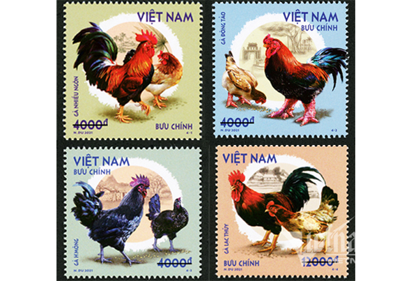 Bộ TT&amp;TT sắp phát hành bộ tem bưu chính “Gà bản địa Việt Nam”