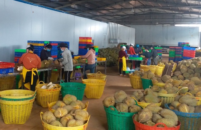 Tây Nguyên tồn đọng cả trăm nghìn tấn sầu riêng